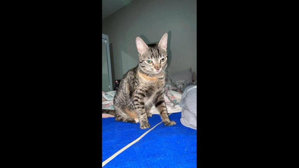 Gata Zara. Oferece recompensa, sumiu a mais de duas semanas, desapareceu no bairro Tropical III Imagem referente a Gata Zara. Oferece recompensa, sumiu a mais de duas semanas, desapareceu no bairro Tropical III
