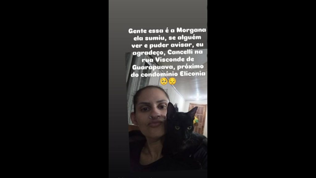 Gata Morgana desapareceu no bairro Cancelli Imagem referente a Gata Morgana desapareceu no bairro Cancelli