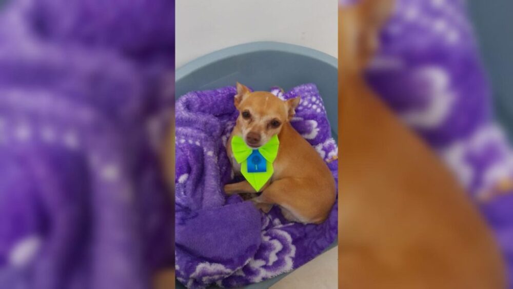 Cachorrinho desapareceu de residência na Rua Gurguel, no Bairro Universitário Imagem referente a Cachorrinho desapareceu de residência na Rua Gurguel, no Bairro Universitário