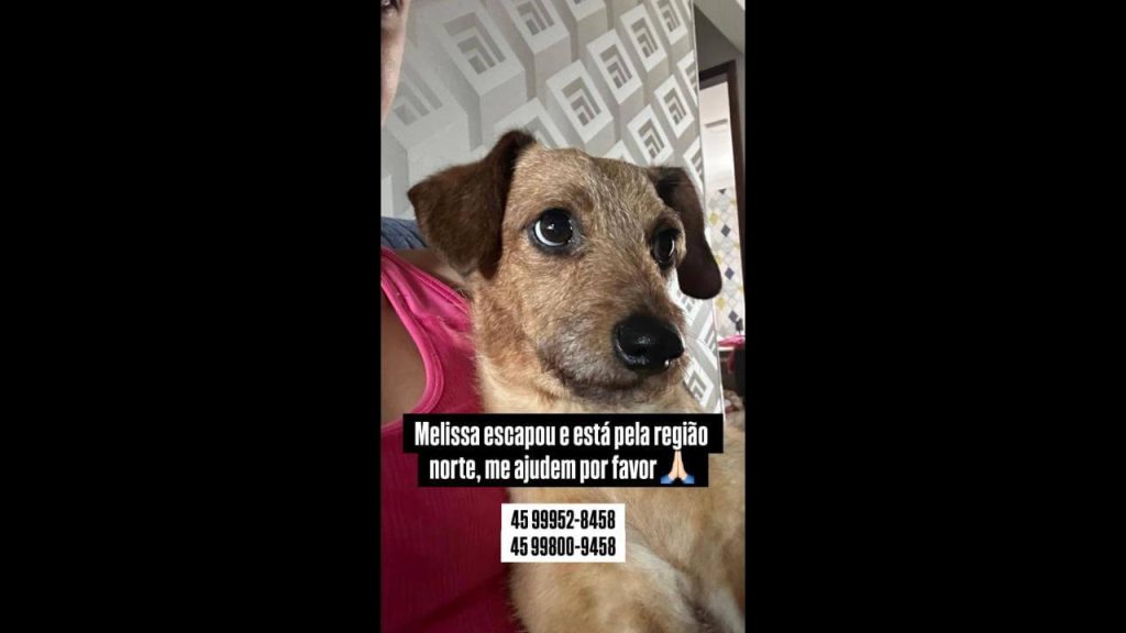 Cachorra Melissa desapareceu no bairro Floresta Imagem referente a Cachorra Melissa desapareceu no bairro Floresta