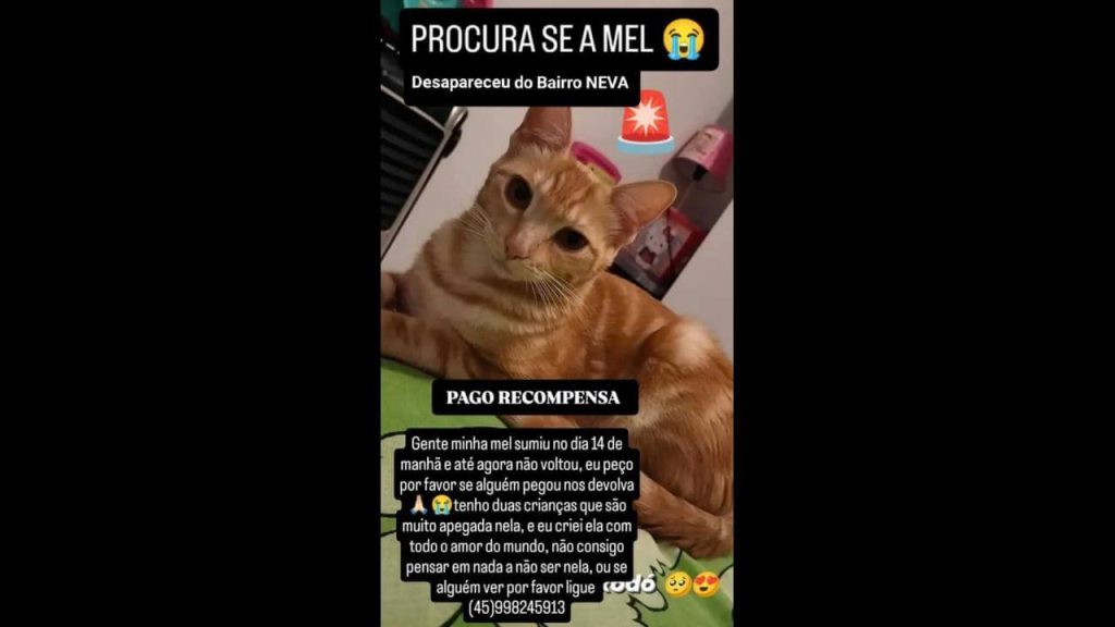 Gata Mel desapareceu no bairro Neva Imagem referente a Gata Mel desapareceu no bairro Neva