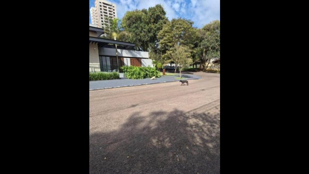 Cachorro é encontrado no bairro Centro Imagem referente a Cachorro é encontrado no bairro Centro