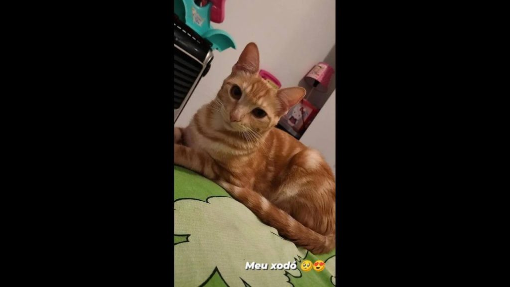 Gata Mel desapareceu no bairro Neva Imagem referente a Gata Mel desapareceu no bairro Neva