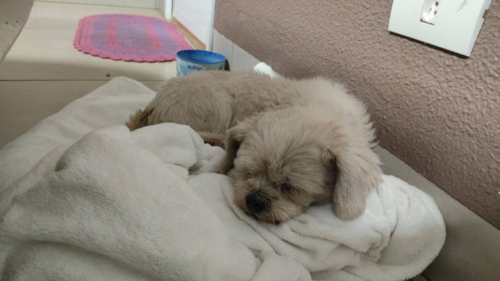 Cachorro é encontrado no bairro Pacaembu Imagem referente a Cachorro é encontrado no bairro Pacaembu