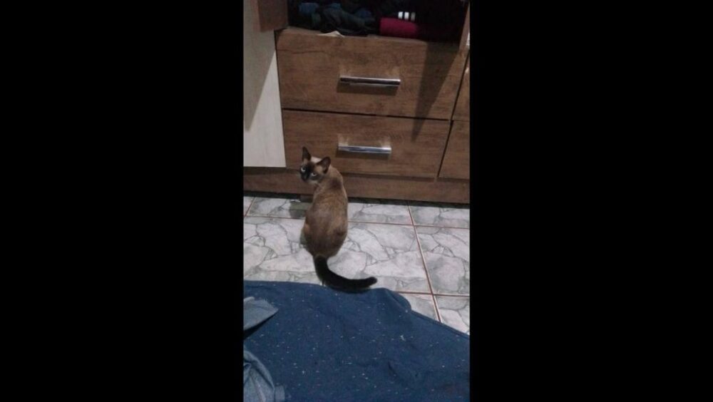 Gata Nena desapareceu no bairro Cascavel Velho Imagem referente a Gata Nena desapareceu no bairro Cascavel Velho