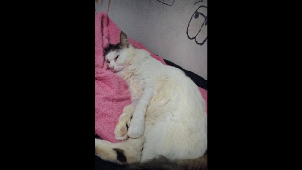 Gato Miu desapareceu no bairro Tarumã Imagem referente a Gato Miu desapareceu no bairro Tarumã