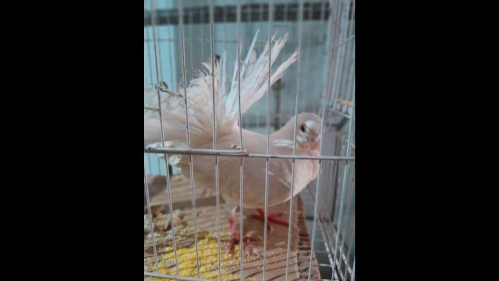 Calopsita é encontrado no bairro Centro Imagem referente a Calopsita é encontrado no bairro Centro