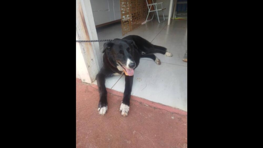 Cachorra é encontrada no bairro Centro Imagem referente a Cachorra é encontrada no bairro Centro