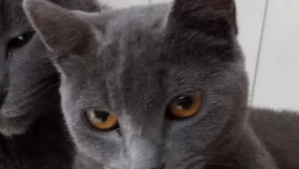 Gata Furiosa desapareceu no bairro São Cristóvão Imagem referente a Gata Furiosa desapareceu no bairro São Cristóvão