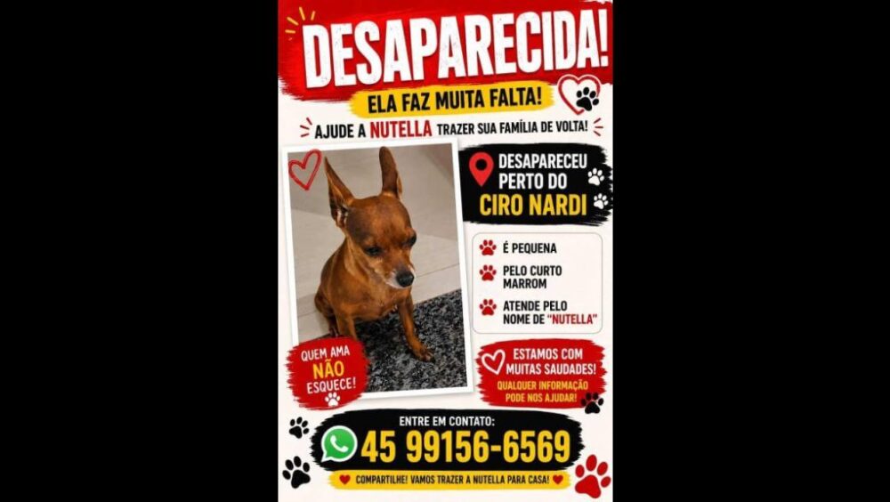 Cachorra Nutella desapareceu no bairro Maria Luiza Imagem referente a Cachorra Nutella desapareceu no bairro Maria Luiza