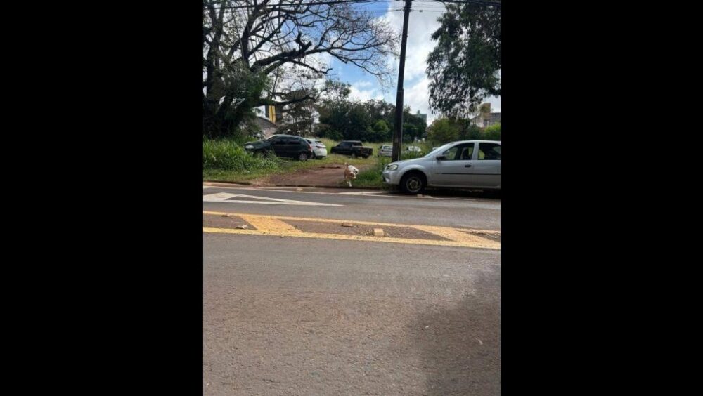 Cachorro é encontrado no bairro Centro Imagem referente a Cachorro é encontrado no bairro Centro