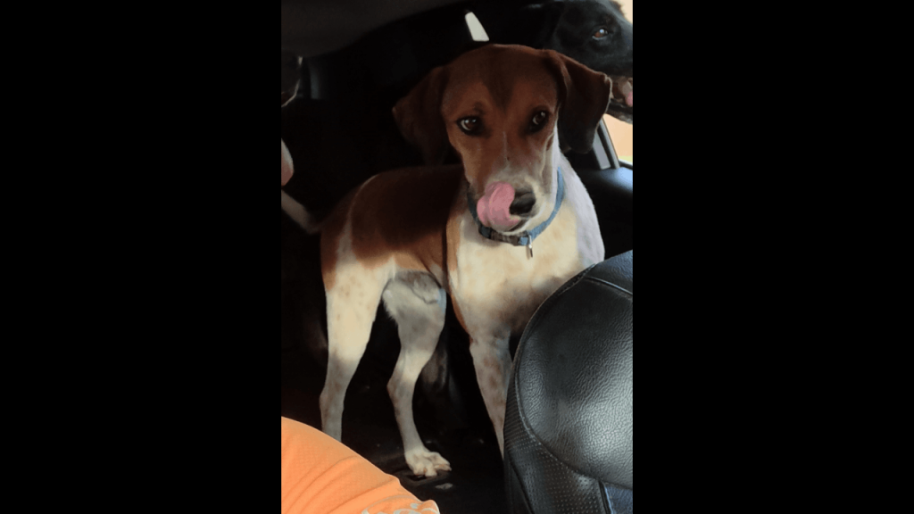 Cachorro Adão desapareceu no bairro Pacaembu Imagem referente a Cachorro Adão desapareceu no bairro Pacaembu