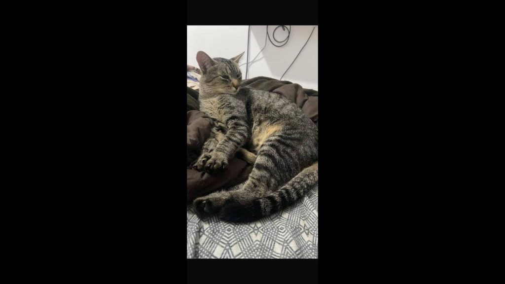 Gato Coutinho desapareceu no bairro Florais do Paraná Imagem referente a Gato Coutinho desapareceu no bairro Florais do Paraná
