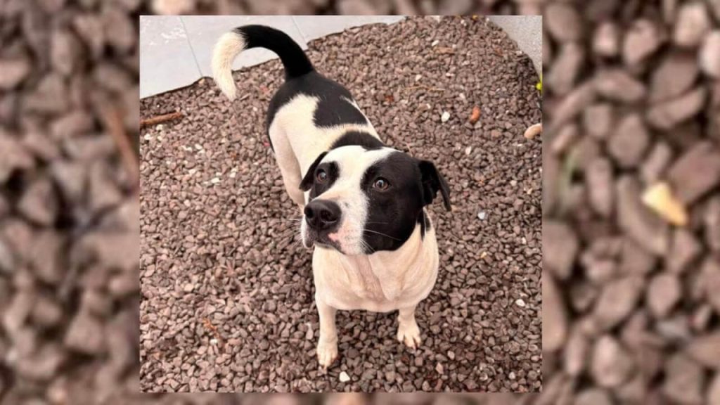 Cachorra é encontrada no bairro Recanto Tropical Imagem referente a Cachorra é encontrada no bairro Recanto Tropical