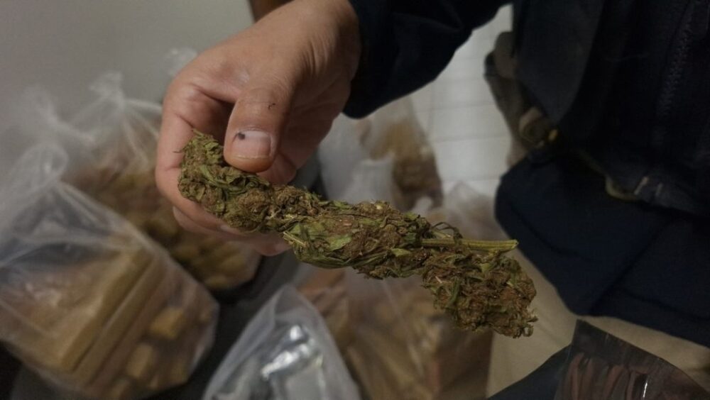 Jovens são detidos transportando grande carga de maconha em Cascavel Imagem referente a Jovens são detidos transportando grande carga de maconha em Cascavel