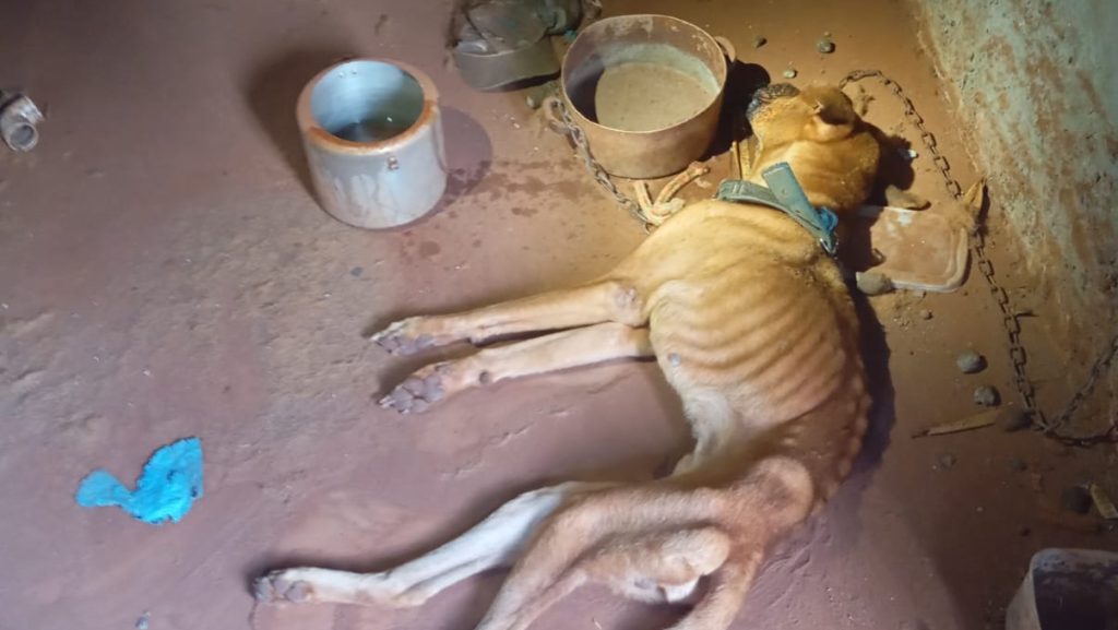 Cachorro resgatado em estado grave de maus-tratos morre em Cascavel Imagem referente a Cachorro resgatado em estado grave de maus-tratos morre em Cascavel