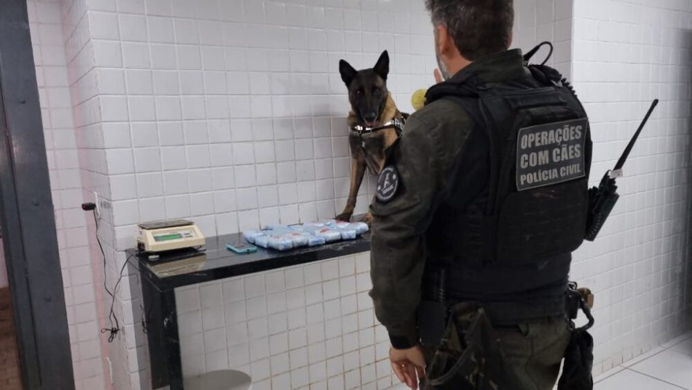 Adolescente de 16 anos é apreendida com haxixe em operação do K9 Becky, da PCPR Imagem referente a Adolescente de 16 anos é apreendida com haxixe em operação do K9 Becky, da PCPR