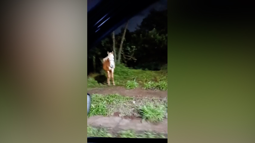 Moradores denunciam situação de maus-tratos contra cavalo no Bairro Morumbi Imagem referente a Moradores denunciam situação de maus-tratos contra cavalo no Bairro Morumbi