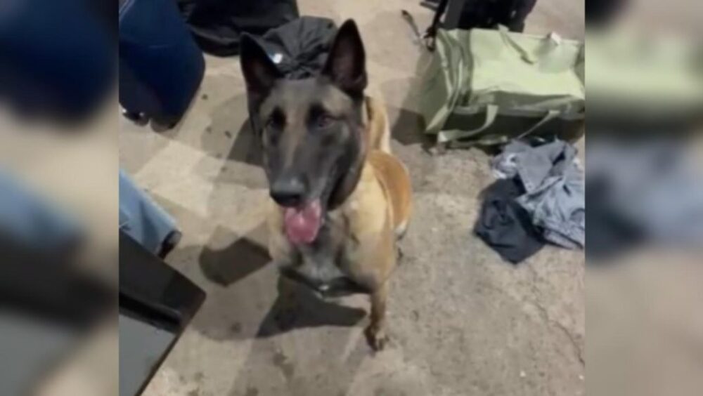 Faro certeiro: veja o momento em que K9 Becky identifica mala com droga e leva policiais até haxixe em ônibus Imagem referente a Faro certeiro: veja o momento em que K9 Becky identifica mala com droga e leva policiais até haxixe em ônibus