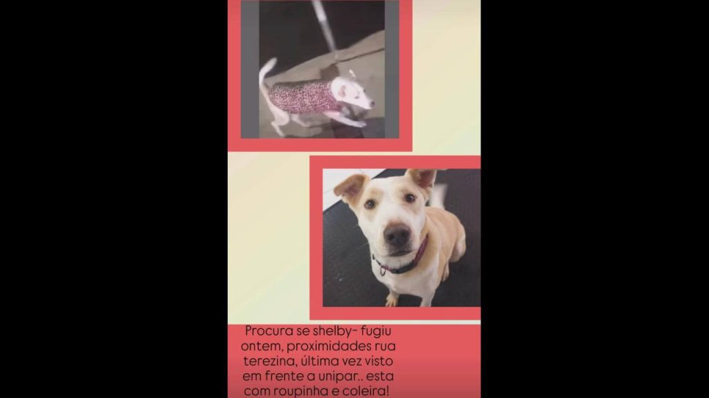 Cachorro Shelby desapareceu no bairro Cancelli Imagem referente a Cachorro Shelby desapareceu no bairro Cancelli