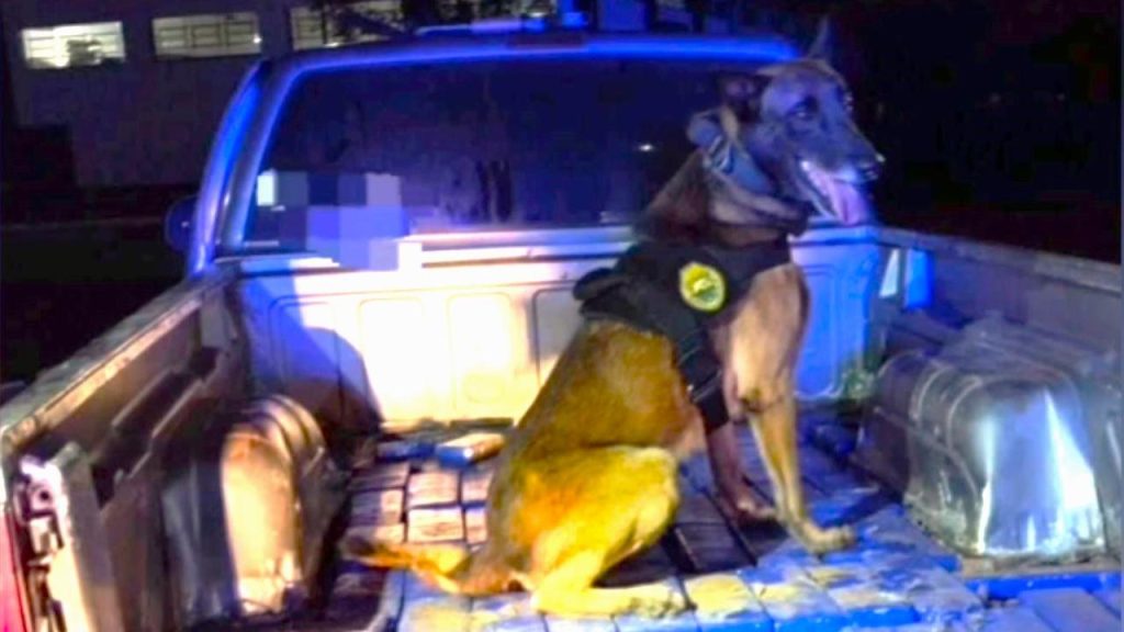 K9 Maximus da PM indica droga oculta em caminhonete abordada pela PRF Imagem referente a K9 Maximus da PM indica droga oculta em caminhonete abordada pela PRF