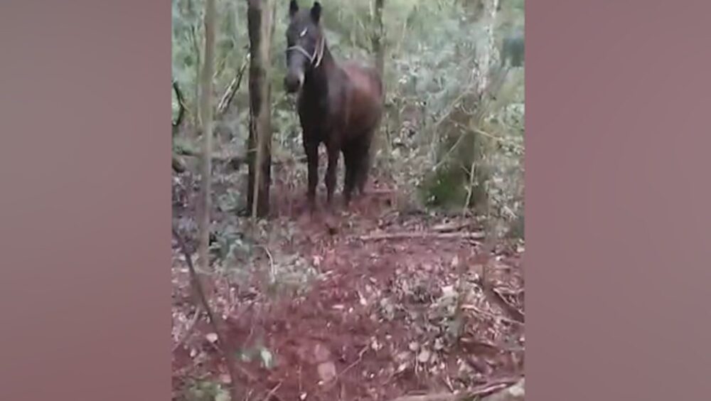 Cavalo é encontrado amarrado há dias sem água e comida em Cascavel; caso vai parar na Polícia Ambiental Imagem referente a Cavalo é encontrado amarrado há dias sem água e comida em Cascavel; caso vai parar na Polícia Ambiental