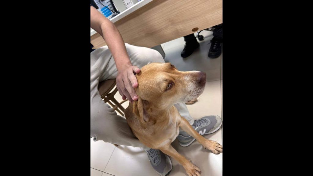 Cachorra é encontrada no bairro Neva Imagem referente a Cachorra é encontrada no bairro Neva