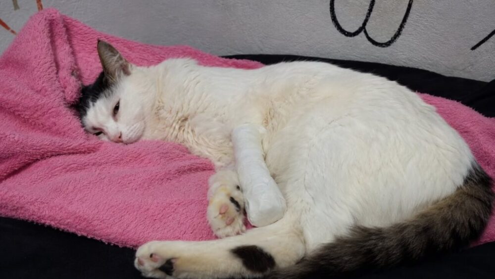 Gato Miu desapareceu no bairro Tarumã Imagem referente a Gato Miu desapareceu no bairro Tarumã