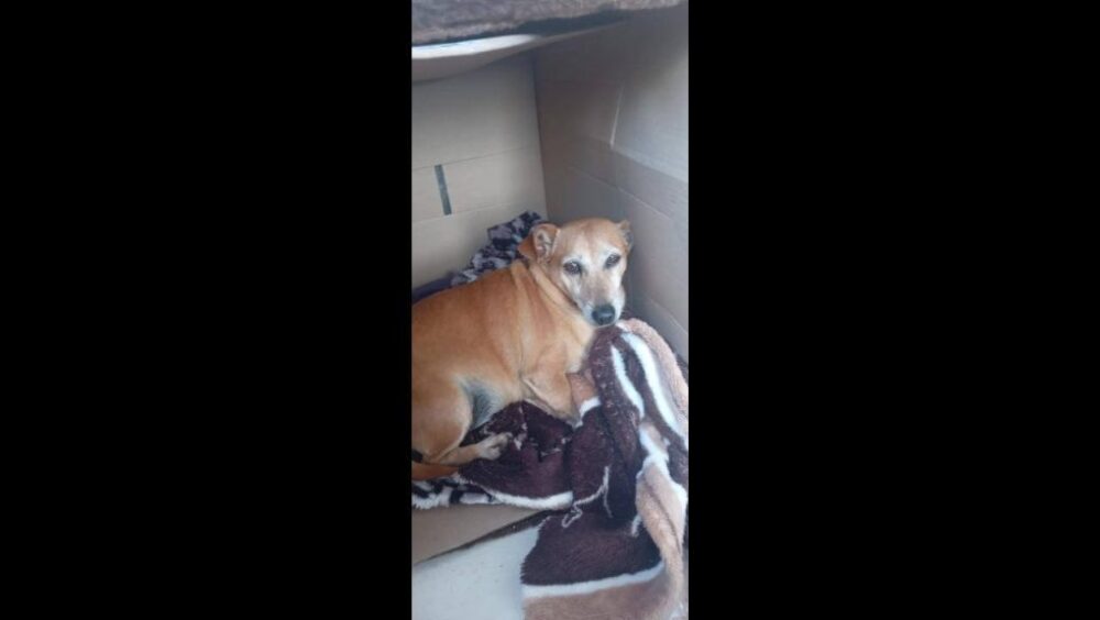 Cachorro é encontrado no bairro Centro Imagem referente a Cachorro é encontrado no bairro Centro