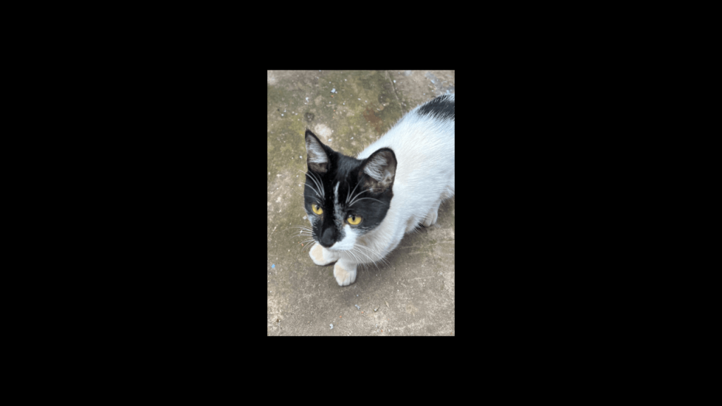Gata Princesa desapareceu no bairro Interlagos Imagem referente a Gata Princesa desapareceu no bairro Interlagos