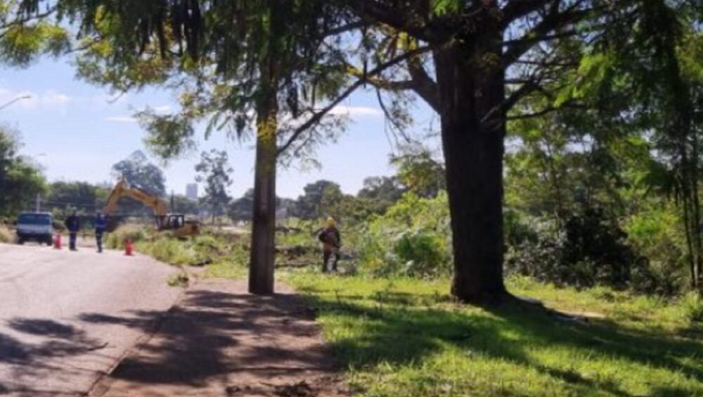 Após reclamação de moradores, Prefeitura de Cascavel se pronuncia sobre retirada de árvores para construção de parque Imagem referente a Após reclamação de moradores, Prefeitura de Cascavel se pronuncia sobre retirada de árvores para construção de parque