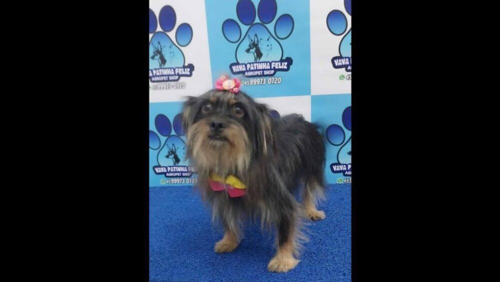 Cachorra Saci desapareceu no bairro Florais do Paraná Imagem referente a Cachorra Saci desapareceu no bairro Florais do Paraná