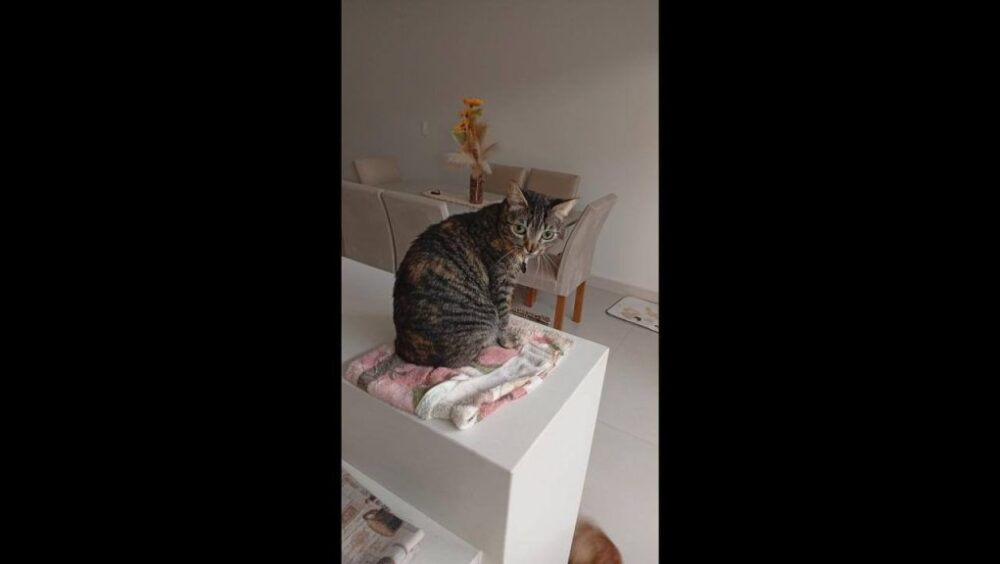 Gata Zara . Oferece gratificação pra quem achar desapareceu no bairro Tropical III Imagem referente a Gata Zara . Oferece gratificação pra quem achar desapareceu no bairro Tropical III