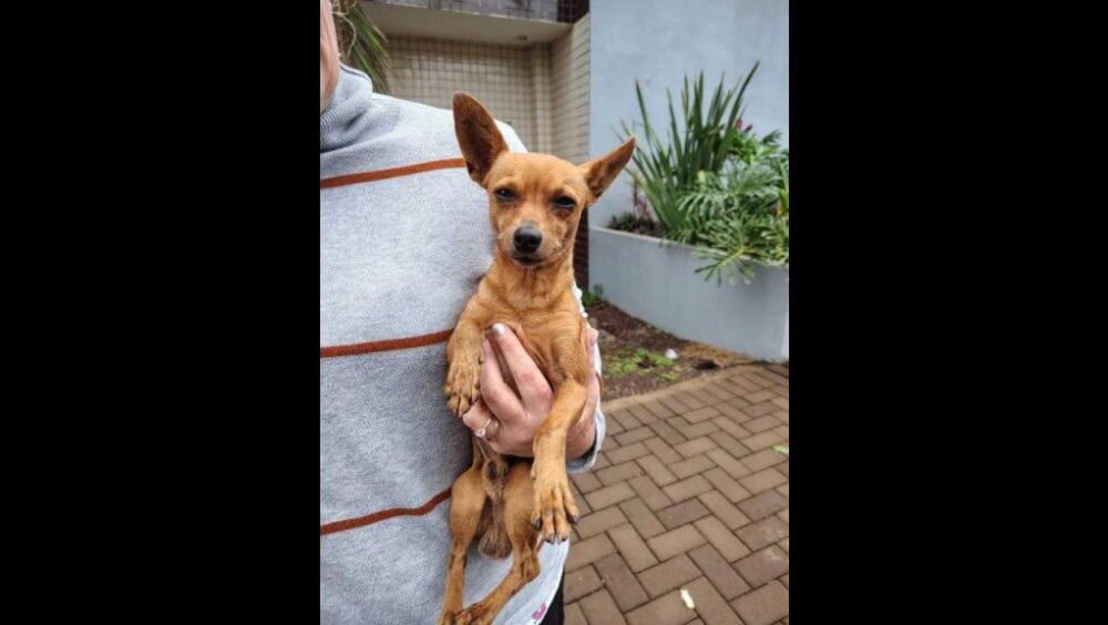 Cachorro é encontrado no bairro Periolo Imagem referente a Cachorro é encontrado no bairro Periolo