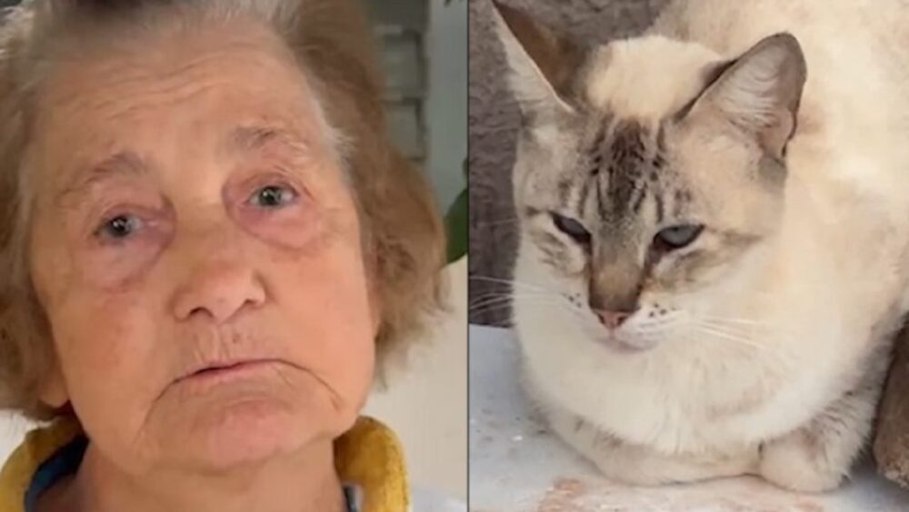 “Se não tiram os gatos, saio eu”: idosa de 82 anos pede socorro após 15 animais serem abandonados no terreno dela Imagem referente a “Se não tiram os gatos, saio eu”: idosa de 82 anos pede socorro após 15 animais serem abandonados no terreno dela