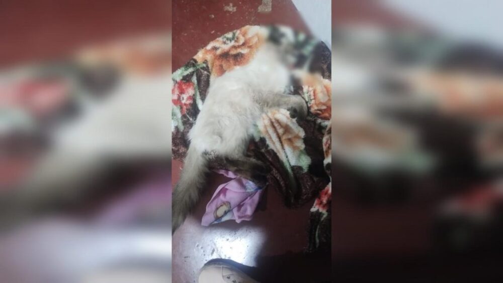 Gatinho morre após ser envenenado no Bairro Pioneiros Catarinenses Imagem referente a Gatinho morre após ser envenenado no Bairro Pioneiros Catarinenses