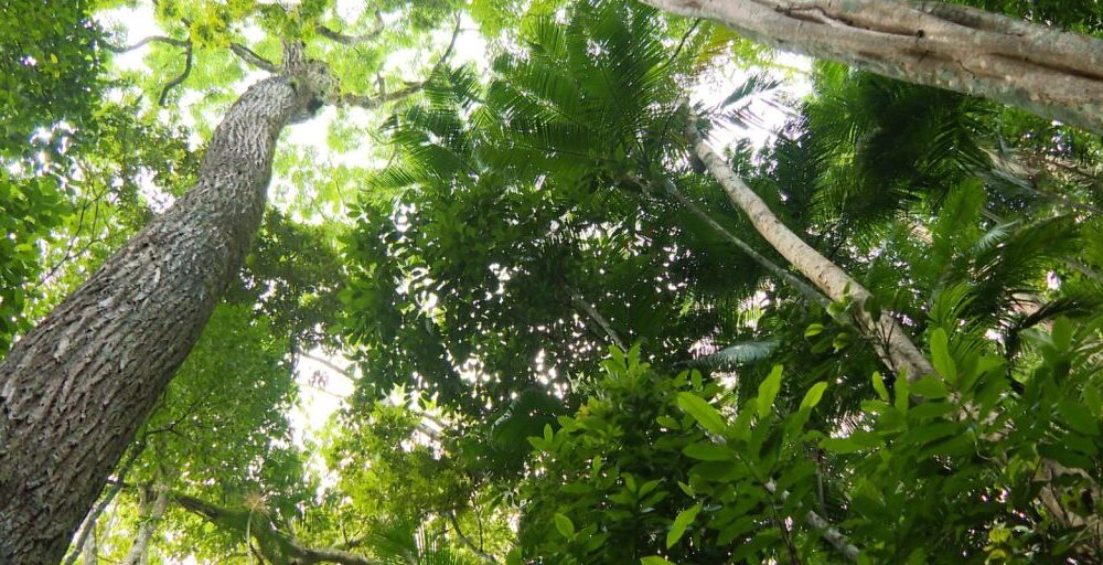 Desmatamento da Mata Atlântica de São Paulo tem queda de 29%, diz Inpe Imagem referente a Desmatamento da Mata Atlântica de São Paulo tem queda de 29%, diz Inpe