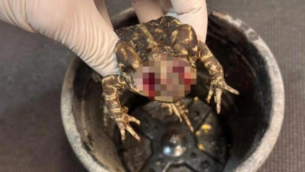 Sapo é encontrado com os olhos arrancados Imagem referente a Sapo é encontrado com os olhos arrancados