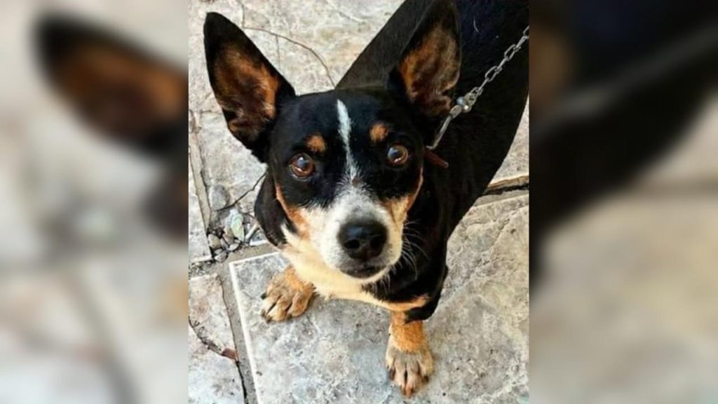 Cachorro Scoby desapareceu no bairro Alto Alegre Imagem referente a Cachorro Scoby desapareceu no bairro Alto Alegre