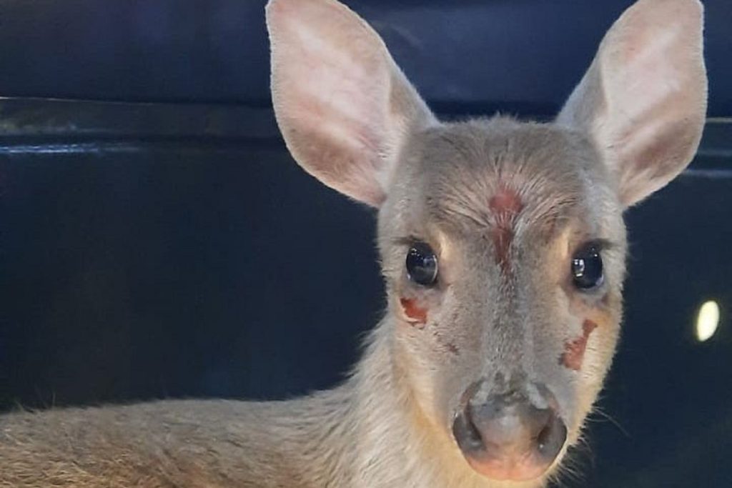 Veado-catingueiro ferido é resgatado em Irati e devolvido à natureza; veja vídeo Imagem referente a Veado-catingueiro ferido é resgatado em Irati e devolvido à natureza; veja vídeo