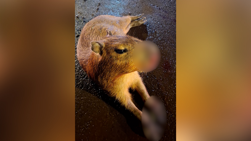 Urgente! A quem recorrer quando uma capivara é atropelada em Cascavel? Imagem referente a Urgente! A quem recorrer quando uma capivara é atropelada em Cascavel?